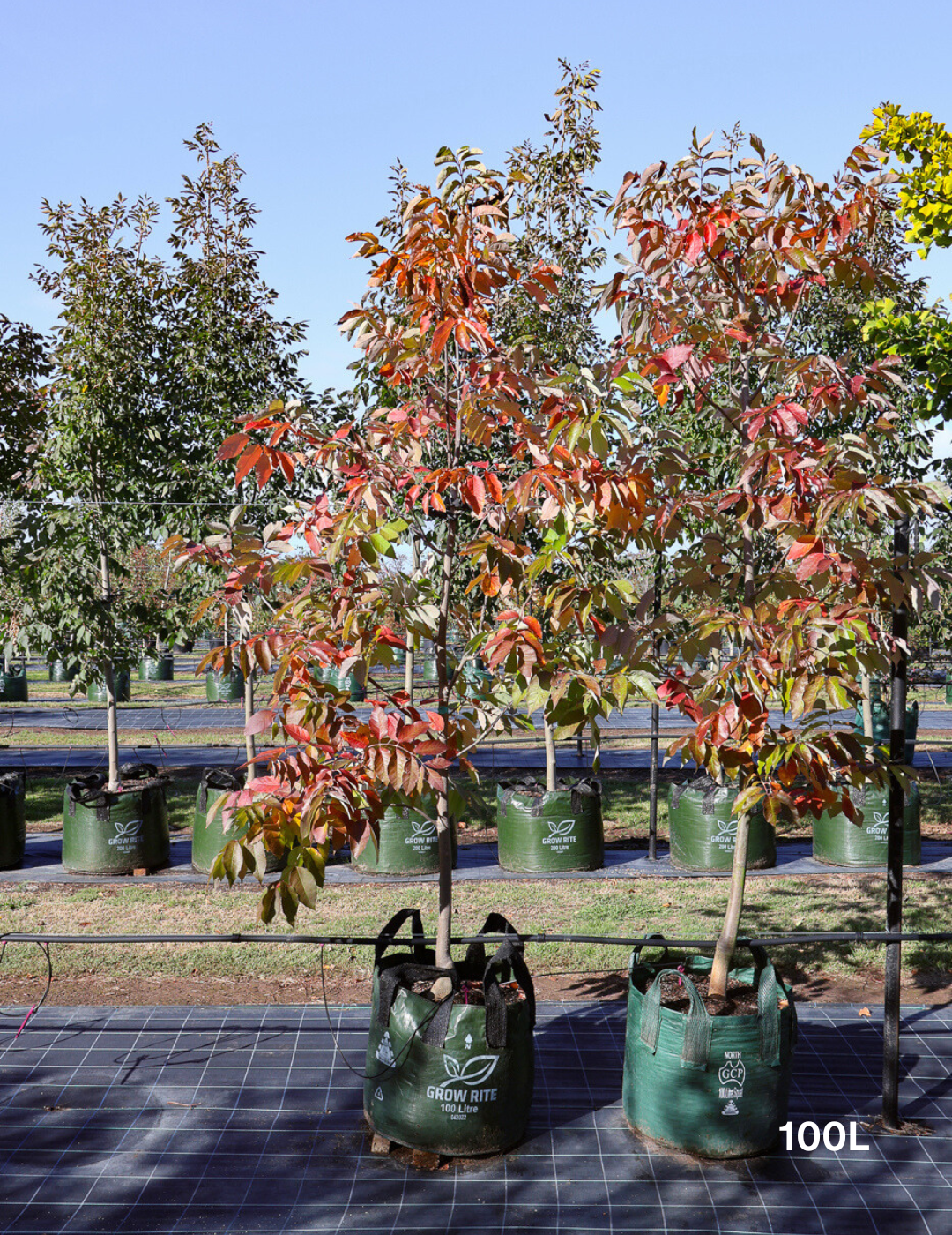 Fraxinus pennsylvanica 'Urbanite' - Evergreen Trees Direct