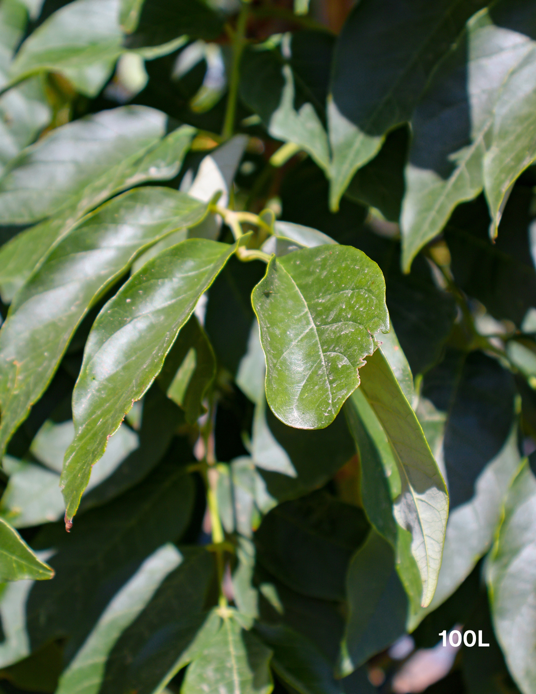 Fraxinus pennsylvanica 'Urbanite' - Evergreen Trees Direct