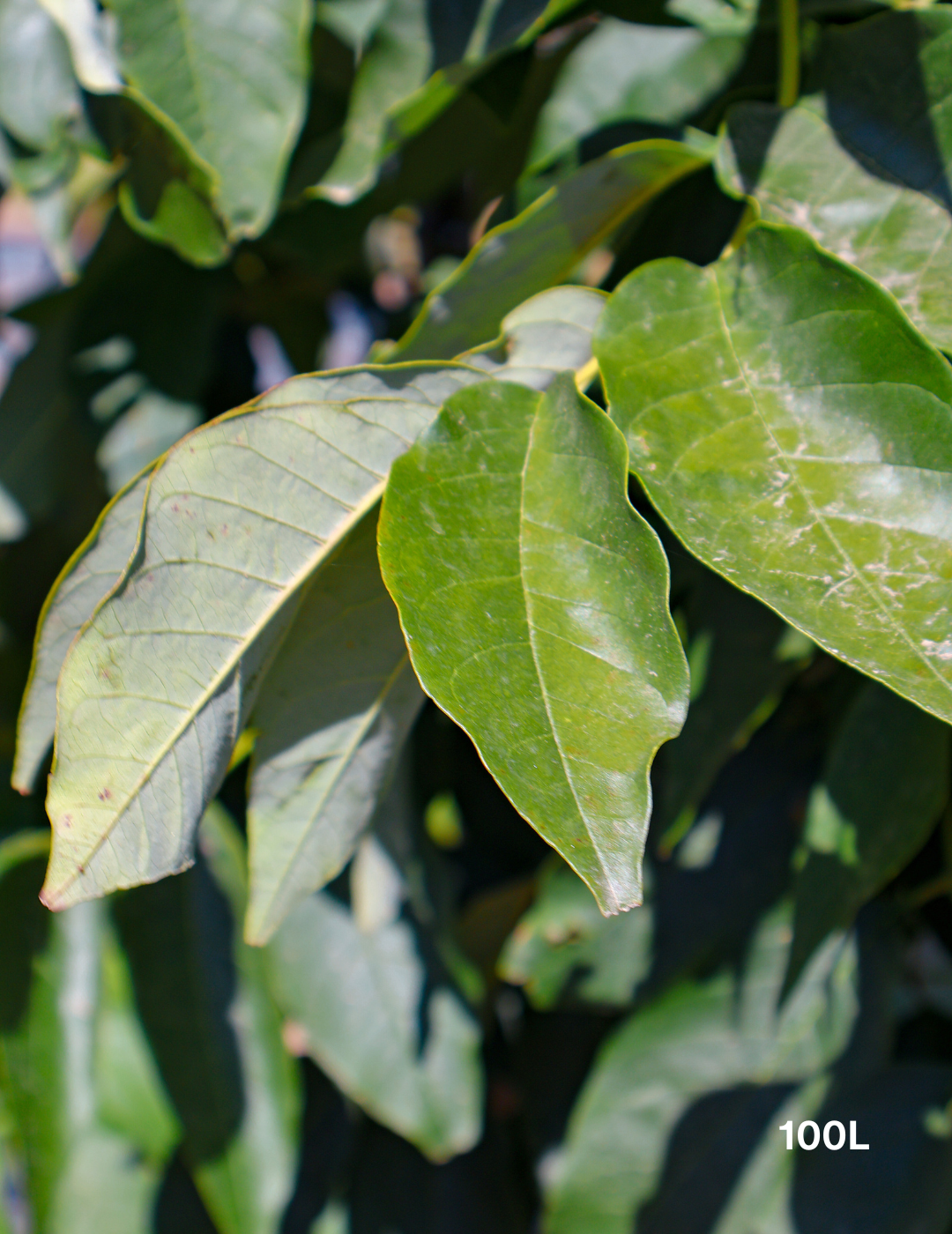 Fraxinus pennsylvanica 'Urbanite' - Evergreen Trees Direct