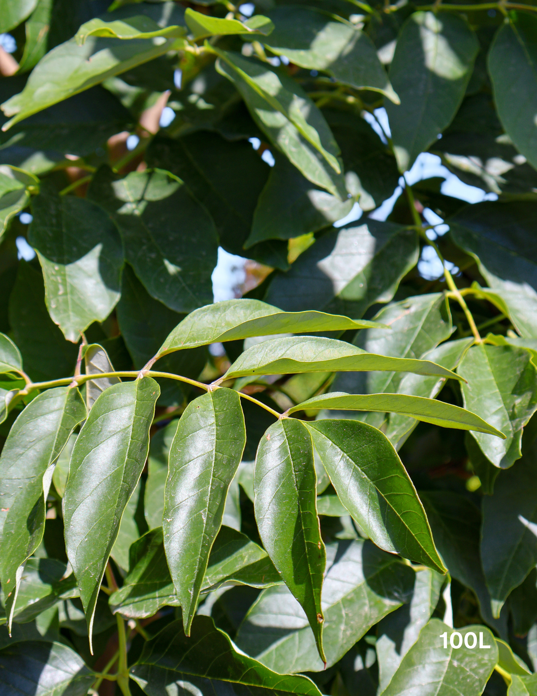 Fraxinus pennsylvanica 'Urbanite' - Evergreen Trees Direct