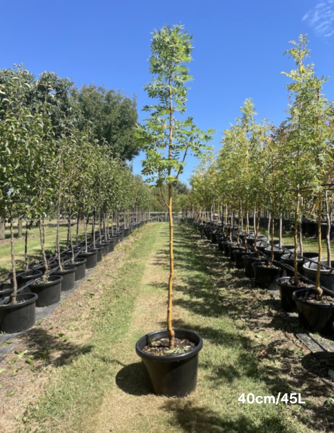 Fraxinus excelsior 'Aurea' - Evergreen Trees Direct