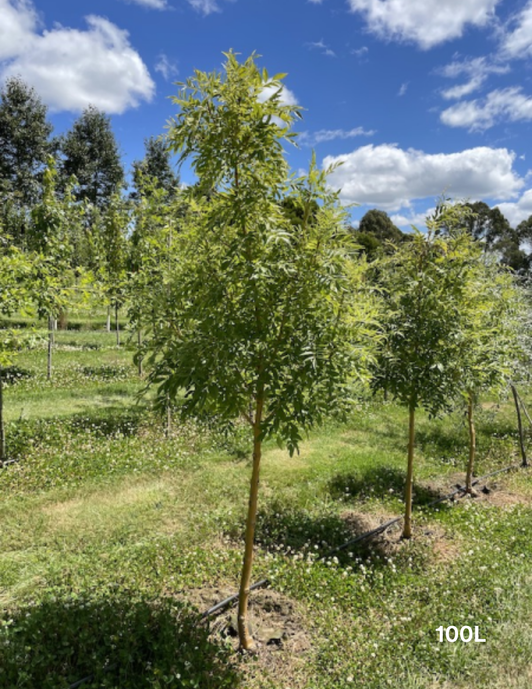 Fraxinus excelsior 'Aurea' - Evergreen Trees Direct