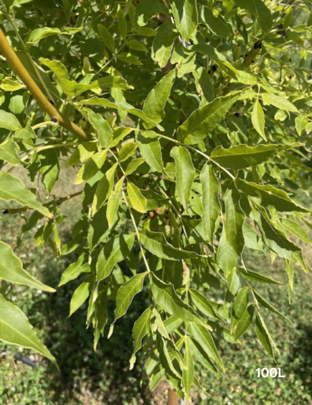 Fraxinus excelsior 'Aurea' - Evergreen Trees Direct