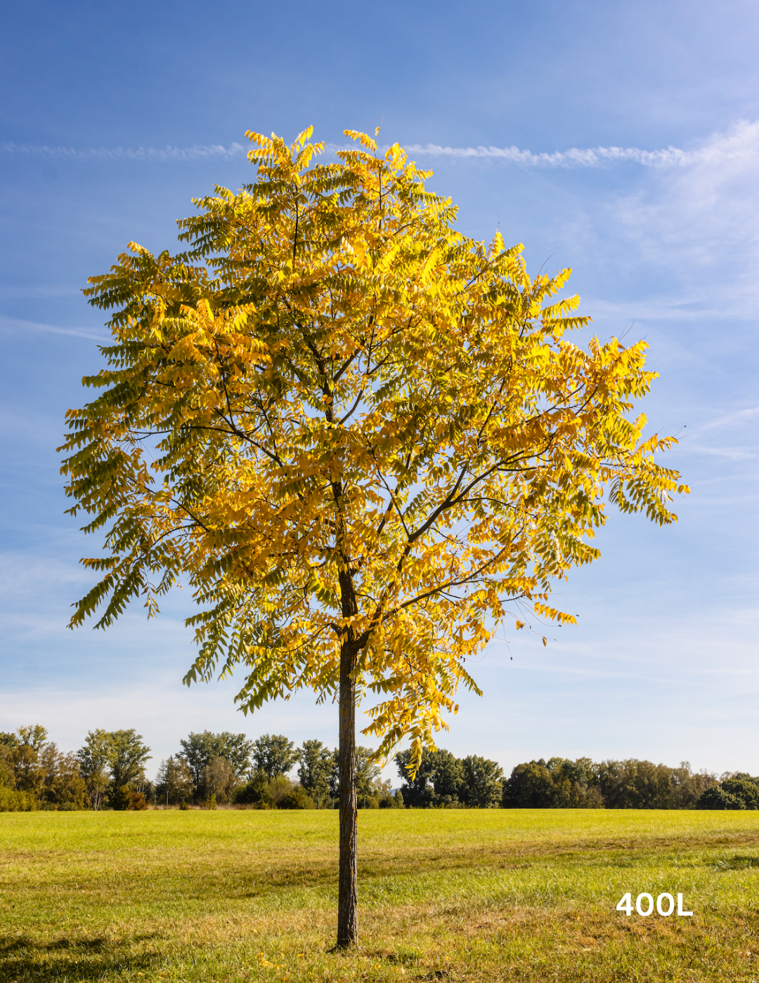 Fraxinus excelsior 'Aurea' - Evergreen Trees Direct