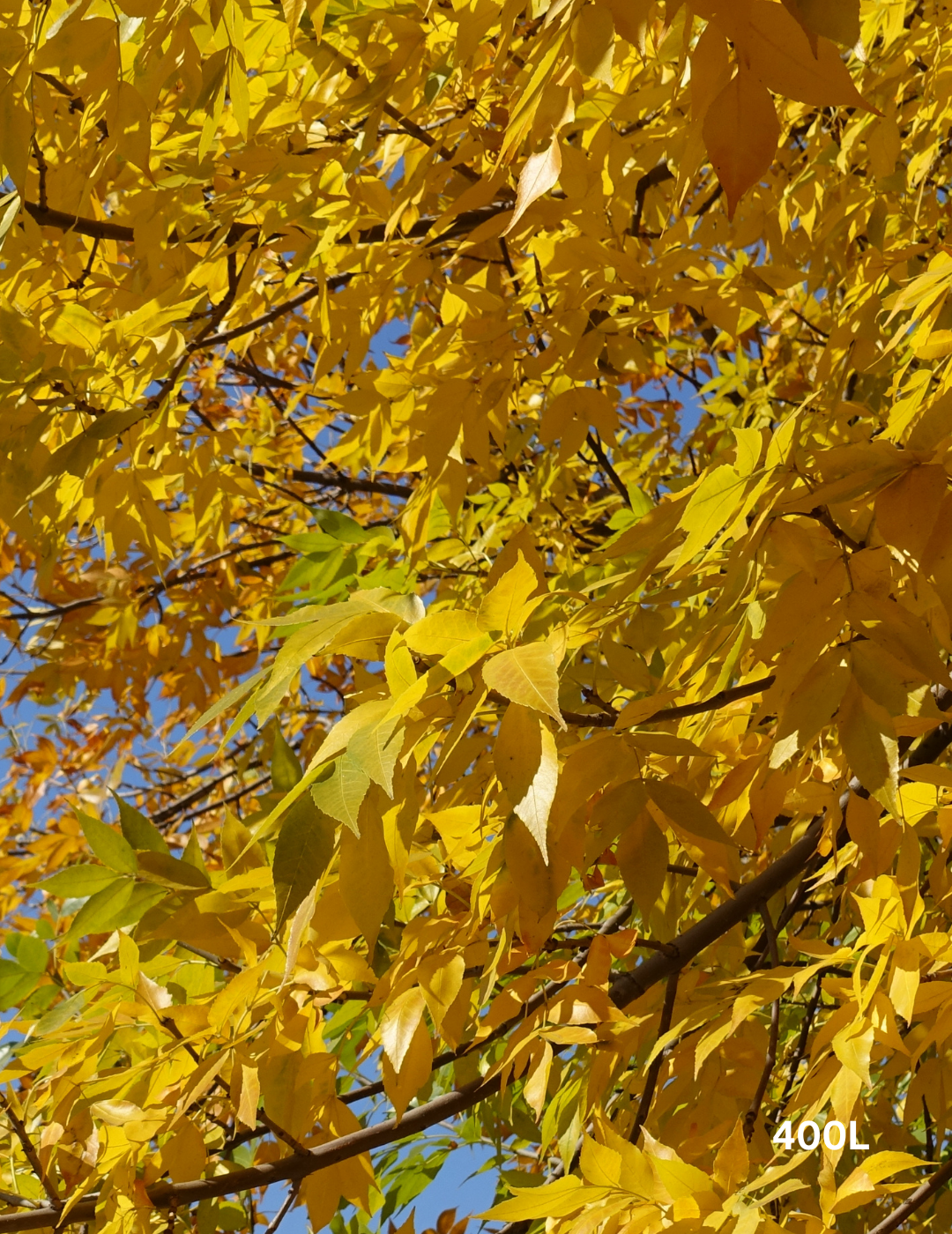 Fraxinus excelsior 'Aurea' - Evergreen Trees Direct