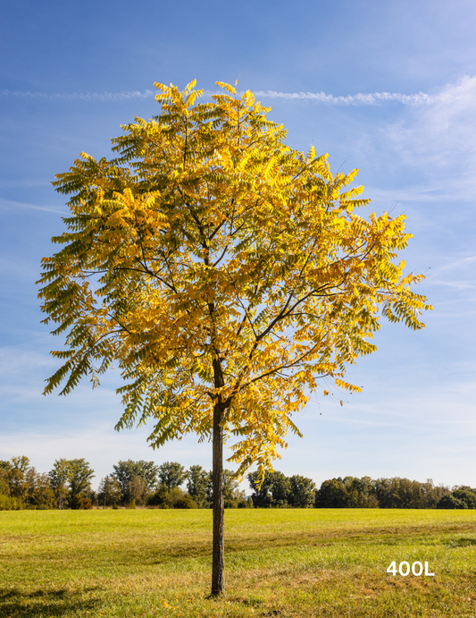 Fraxinus excelsior 'Aurea'