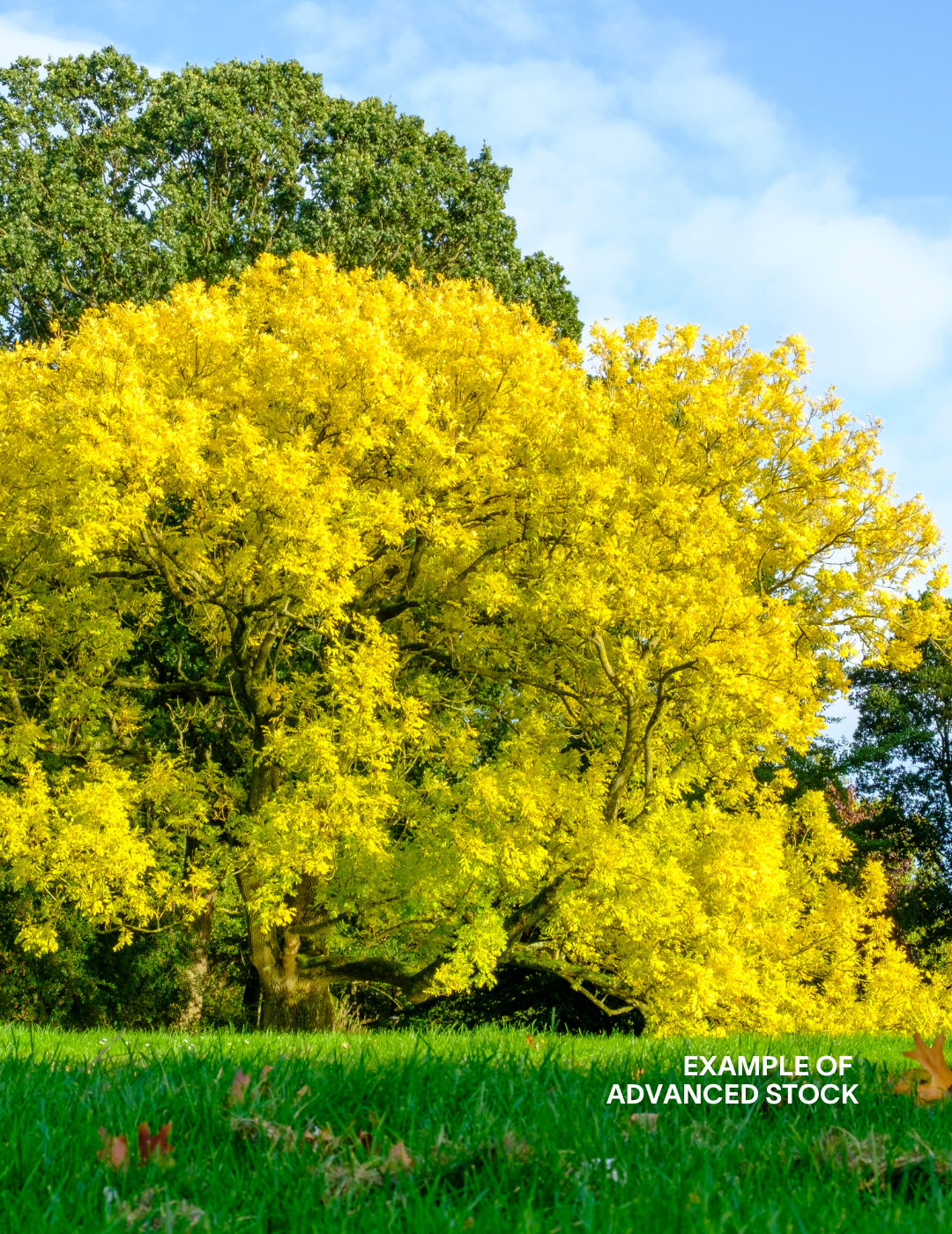 Fraxinus excelsior 'Aurea' - Evergreen Trees Direct