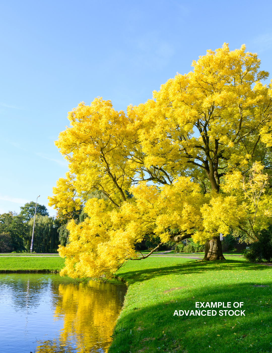 Fraxinus excelsior 'Aurea' - Evergreen Trees Direct