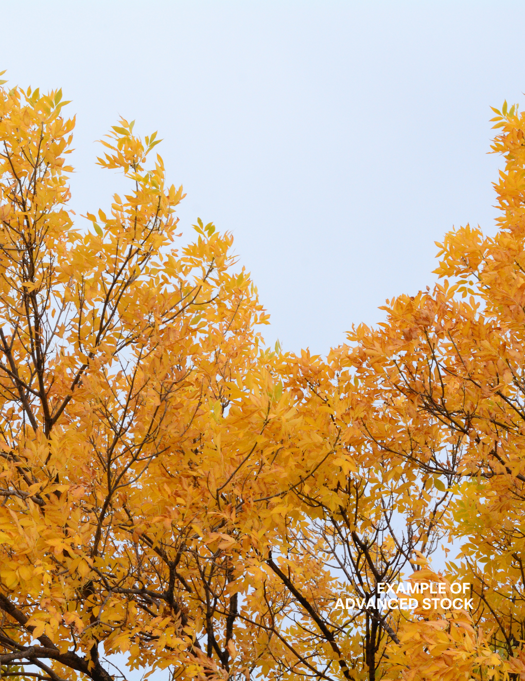 Fraxinus excelsior 'Aurea' - Evergreen Trees Direct