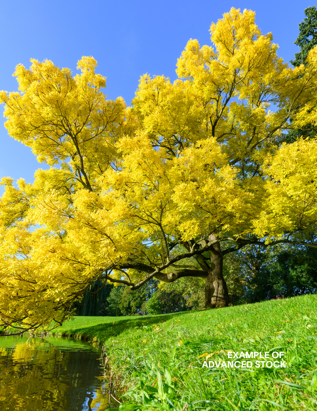 Fraxinus excelsior 'Aurea' - Evergreen Trees Direct