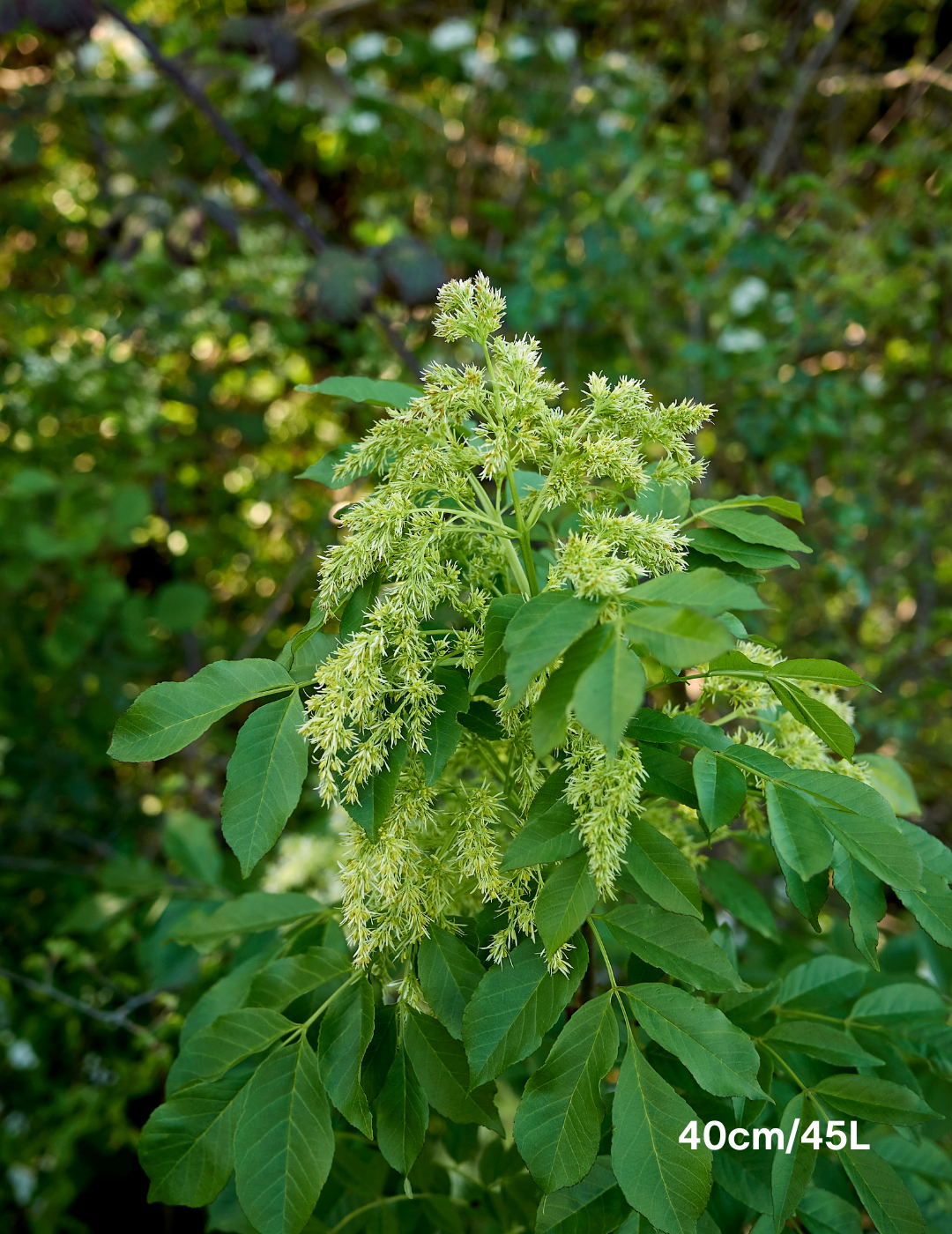 Fraxinus ornus - Evergreen Trees Direct