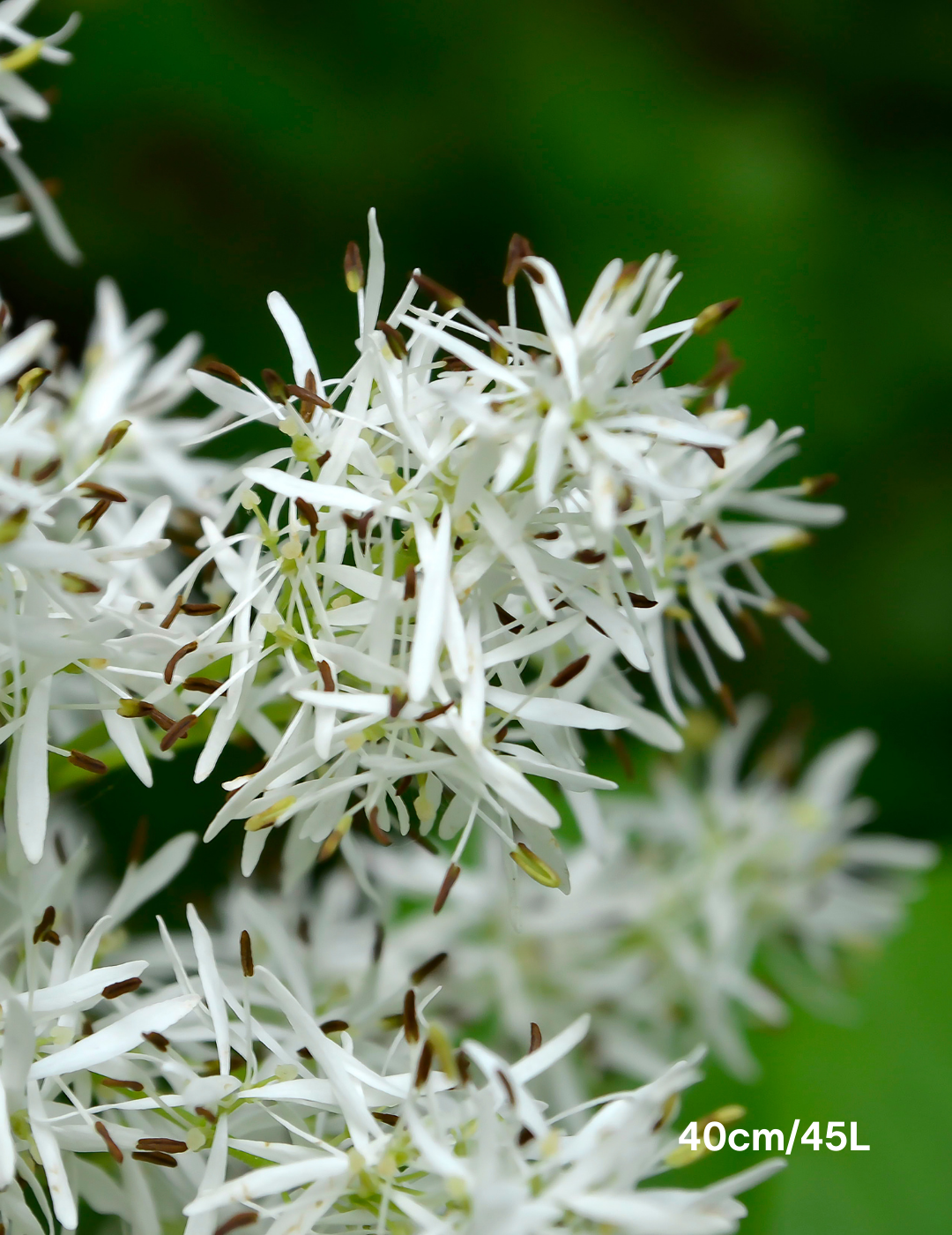 Fraxinus ornus - Evergreen Trees Direct