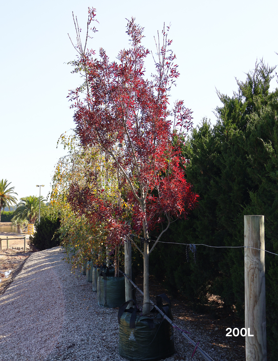 Fraxinus angustifolia 'Raywoodii' - Evergreen Trees Direct