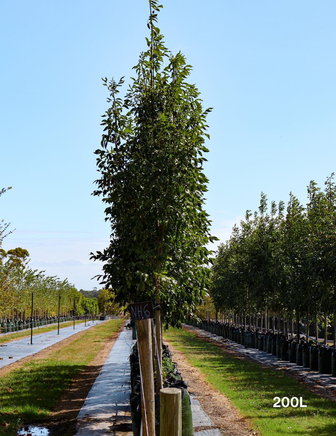 Fraxinus pennsylvanica 'Urbanite' - Evergreen Trees Direct