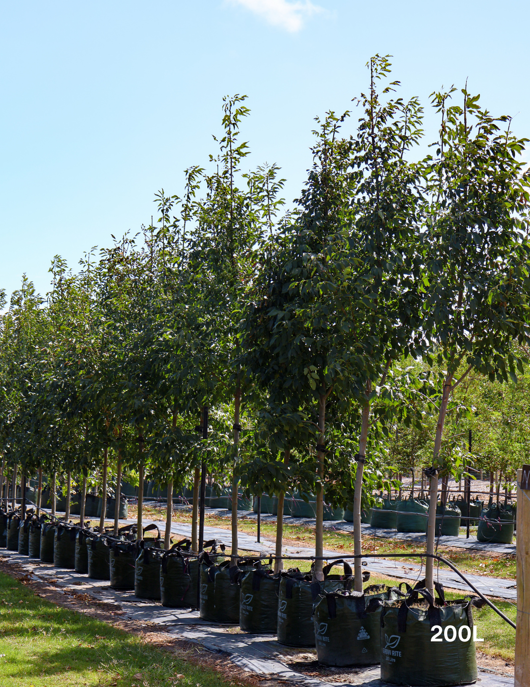 Fraxinus pennsylvanica 'Urbanite' - Evergreen Trees Direct