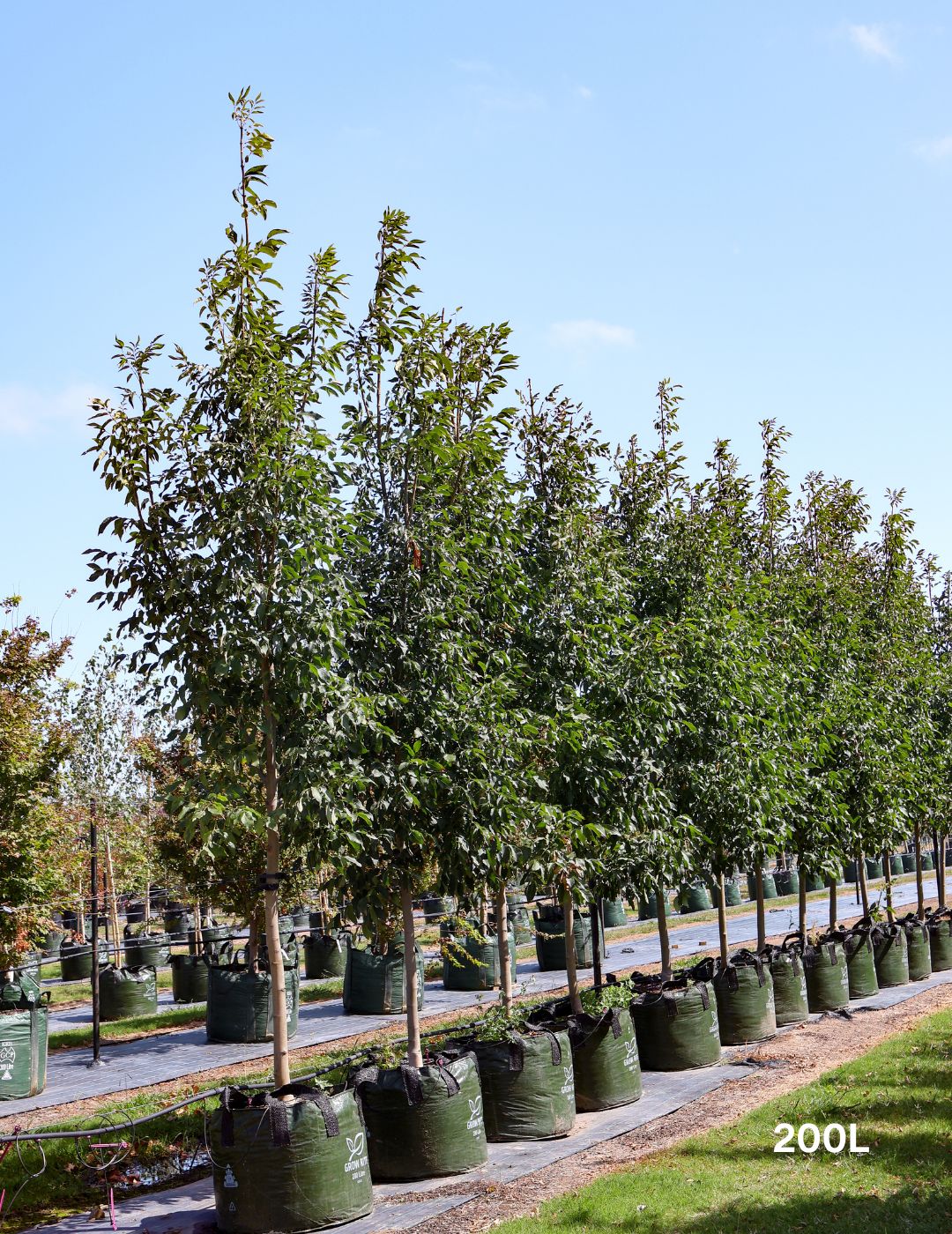 Fraxinus pennsylvanica 'Urbanite' - Evergreen Trees Direct