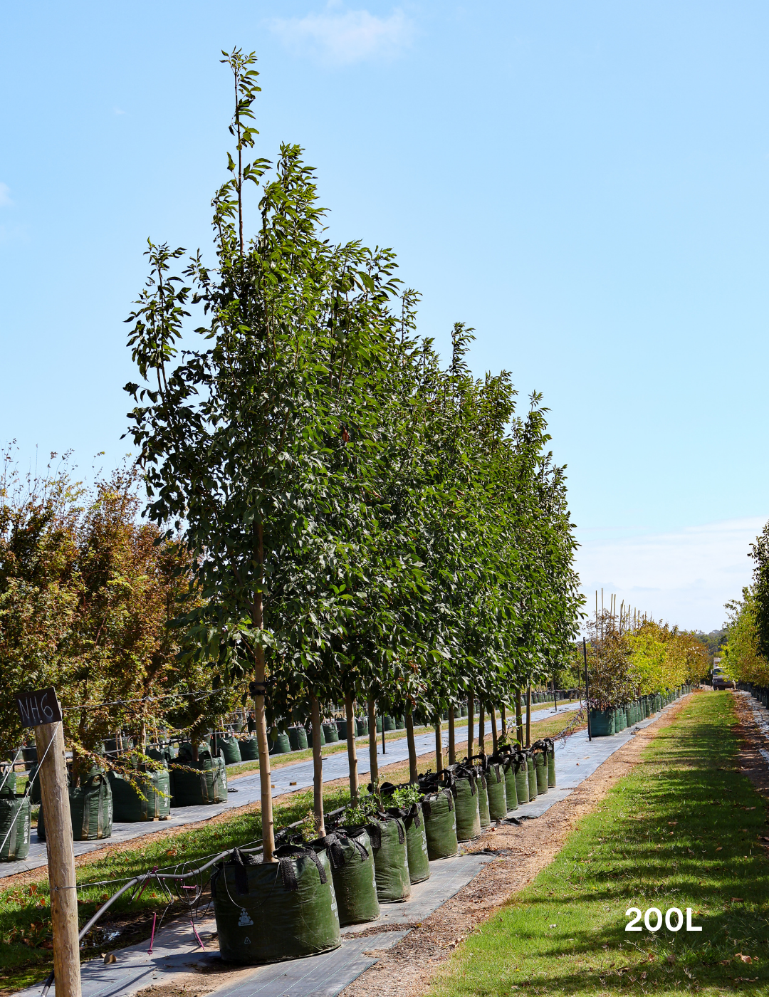 Fraxinus pennsylvanica 'Urbanite' - Evergreen Trees Direct