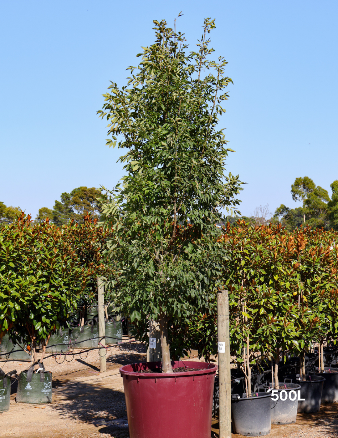 Fraxinus pennsylvanica 'Urbanite' - Evergreen Trees Direct