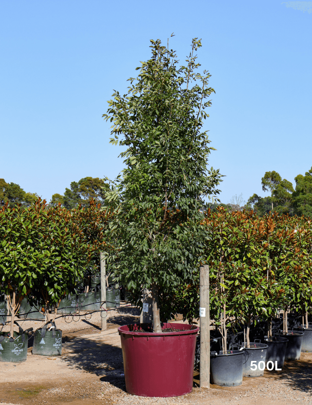 Fraxinus pennsylvanica 'Urbanite' - Evergreen Trees Direct