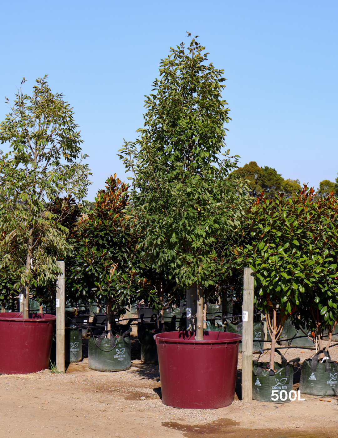 Fraxinus pennsylvanica 'Urbanite' - Evergreen Trees Direct