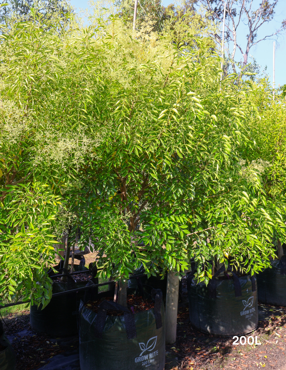 Fraxinus griffithii - Evergreen Trees Direct