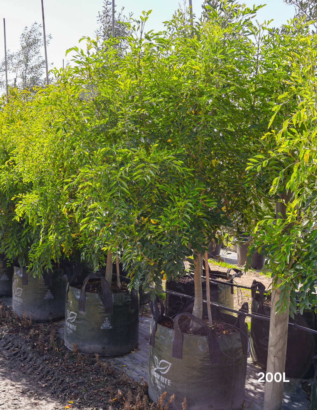 Fraxinus griffithii - Evergreen Trees Direct