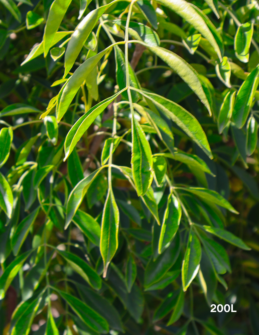 Fraxinus griffithii - Evergreen Trees Direct