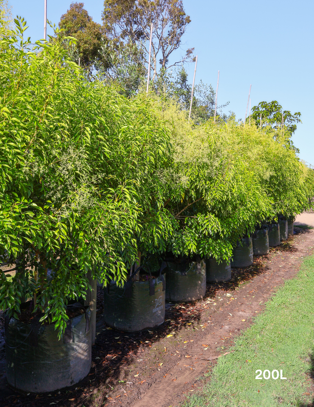 Fraxinus griffithii - Evergreen Trees Direct