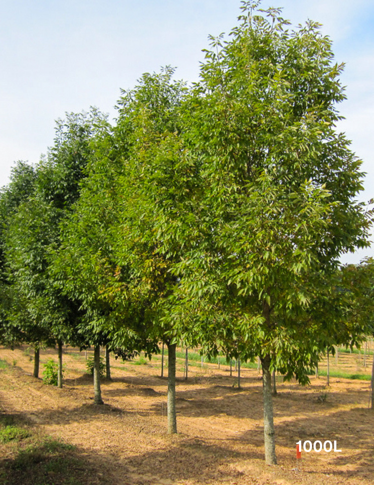 Fraxinus pennsylvanica 'Cimmaron'