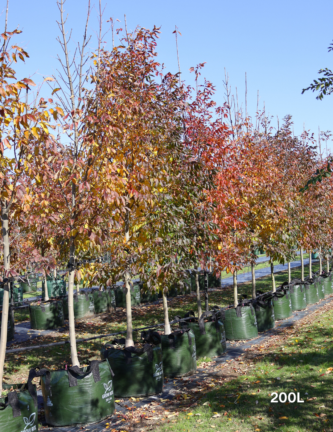 Fraxinus pennsylvanica 'Urbanite' - Evergreen Trees Direct