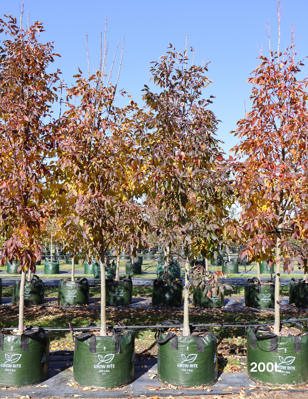 Fraxinus pennsylvanica 'Urbanite' - Evergreen Trees Direct