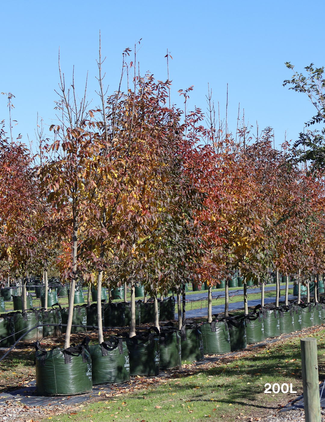 Fraxinus pennsylvanica 'Urbanite' - Evergreen Trees Direct