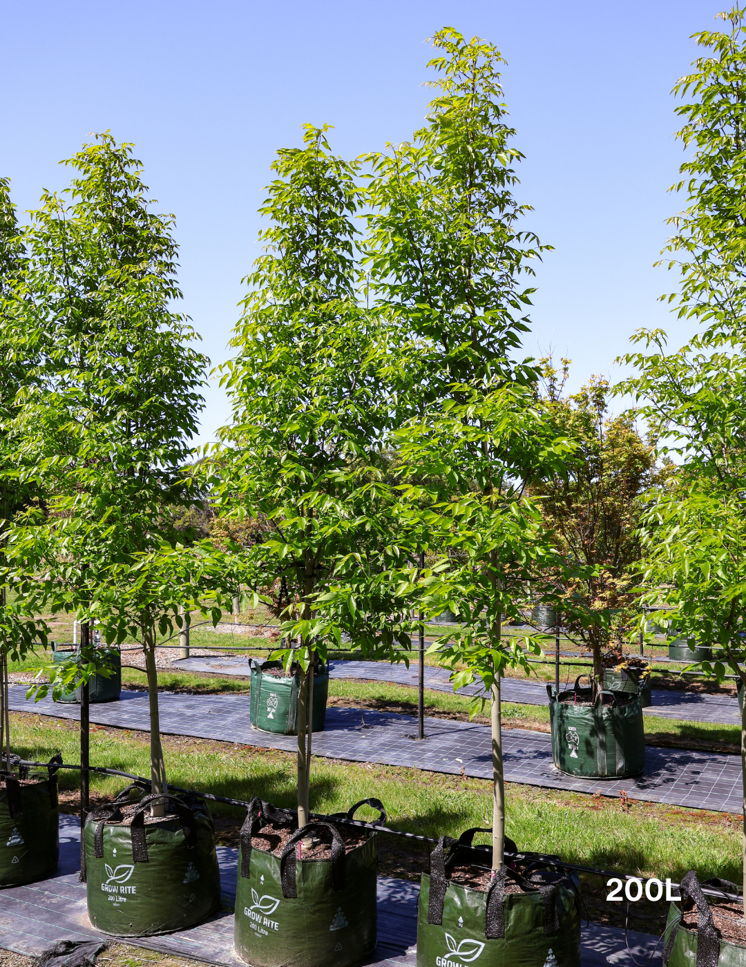 Fraxinus pennsylvanica 'Urbanite' - Evergreen Trees Direct