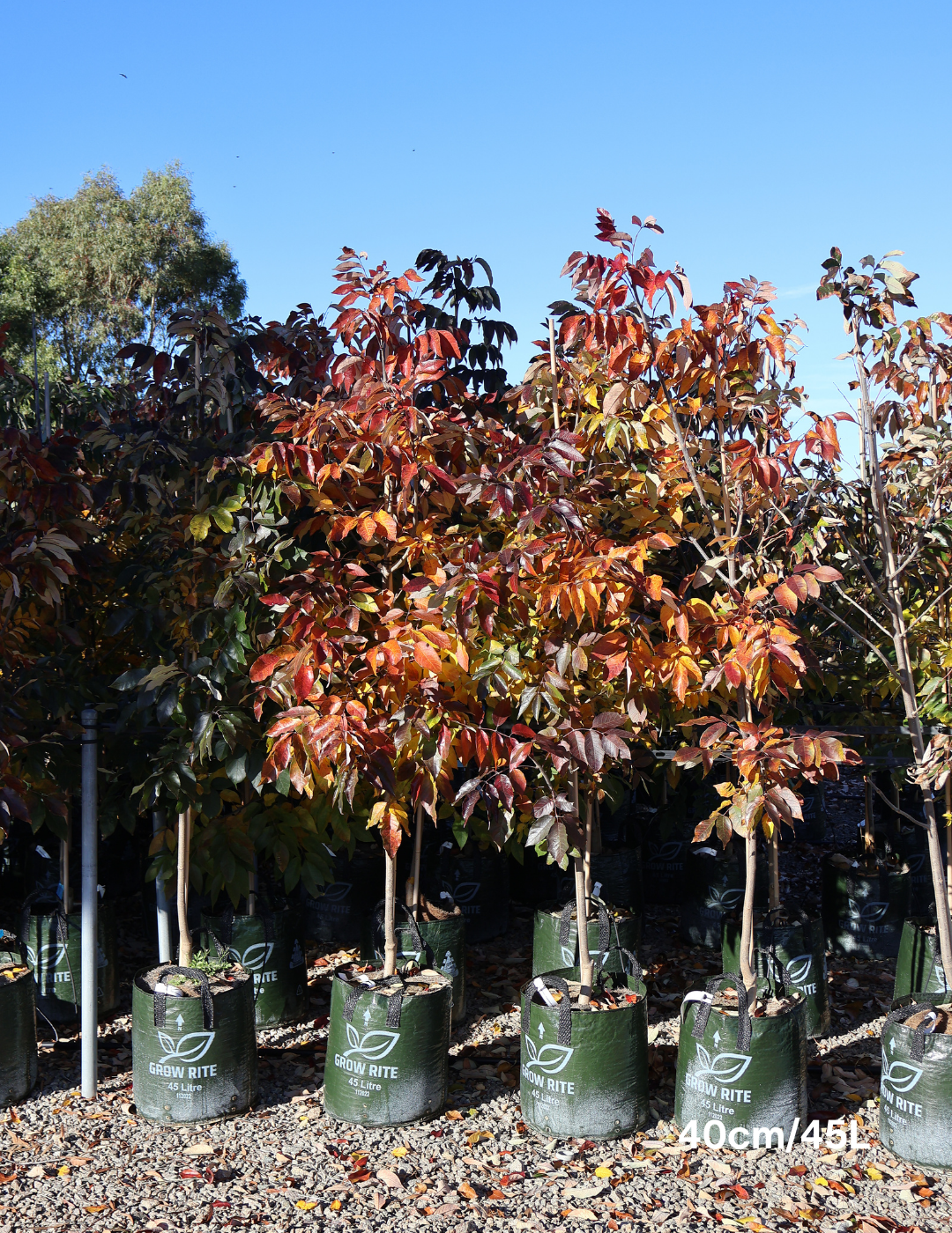 Fraxinus pennsylvanica 'Urbanite' - Evergreen Trees Direct