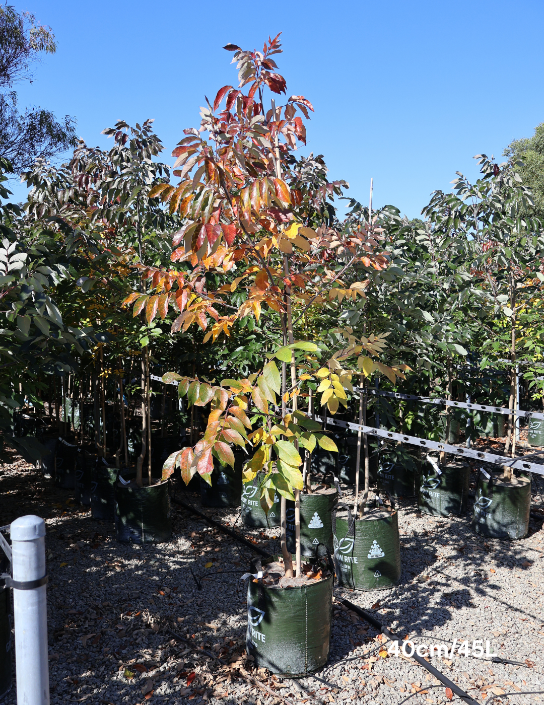 Fraxinus pennsylvanica 'Urbanite' - Evergreen Trees Direct