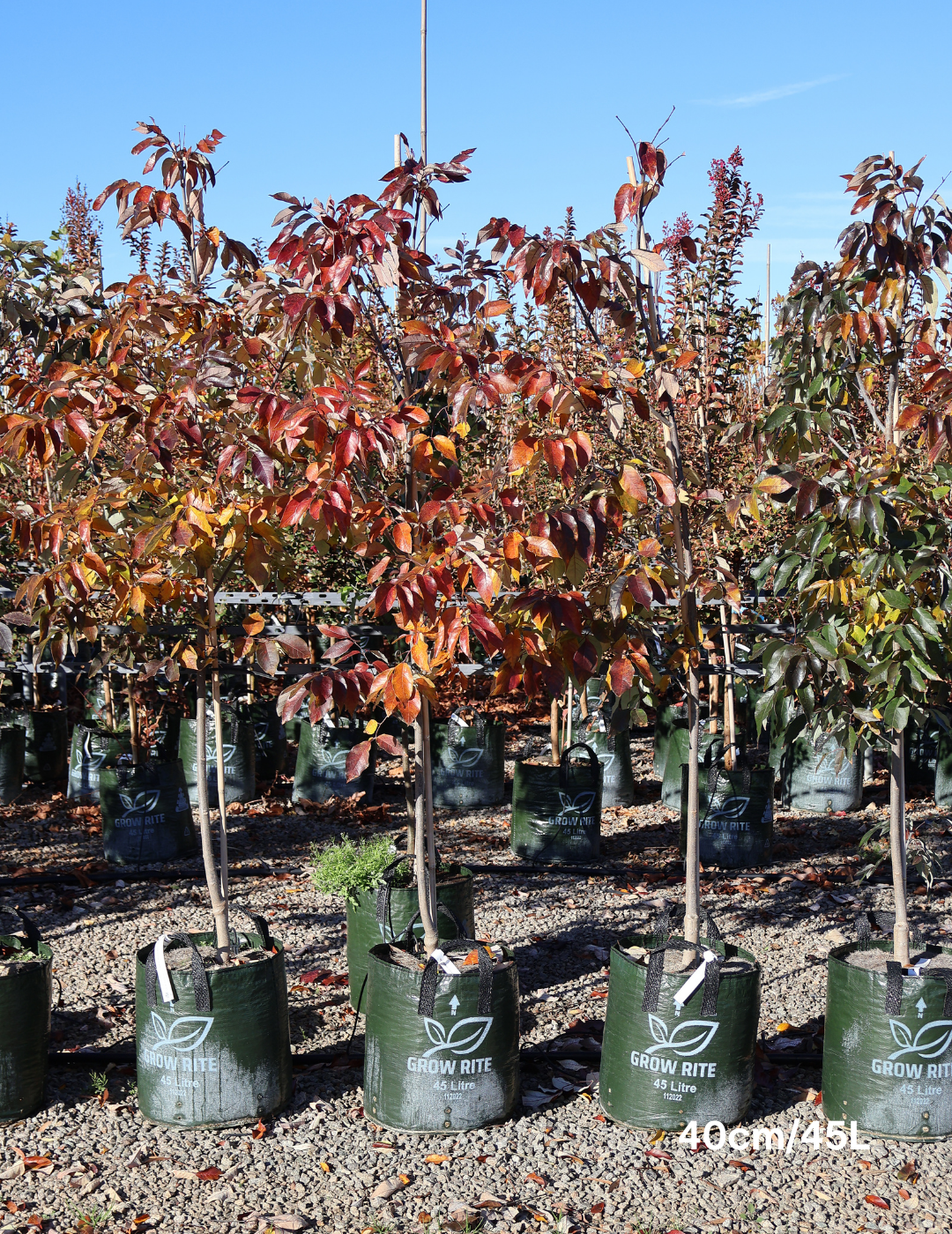 Fraxinus pennsylvanica 'Urbanite' - Evergreen Trees Direct