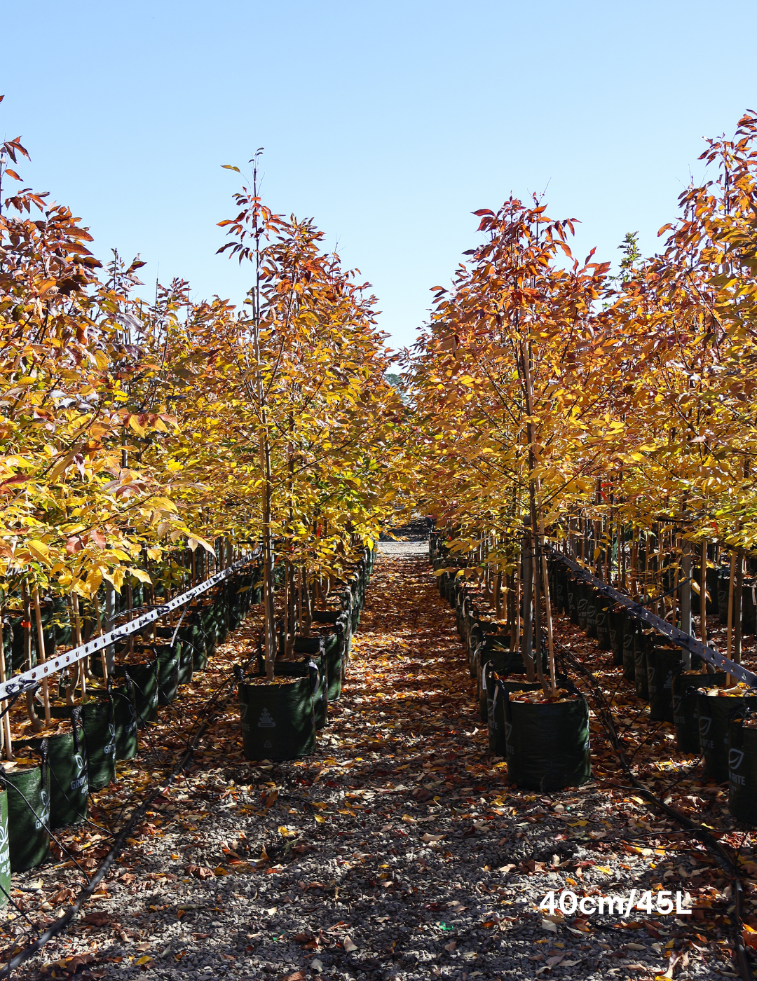 Fraxinus pennsylvanica 'Urbanite' - Evergreen Trees Direct