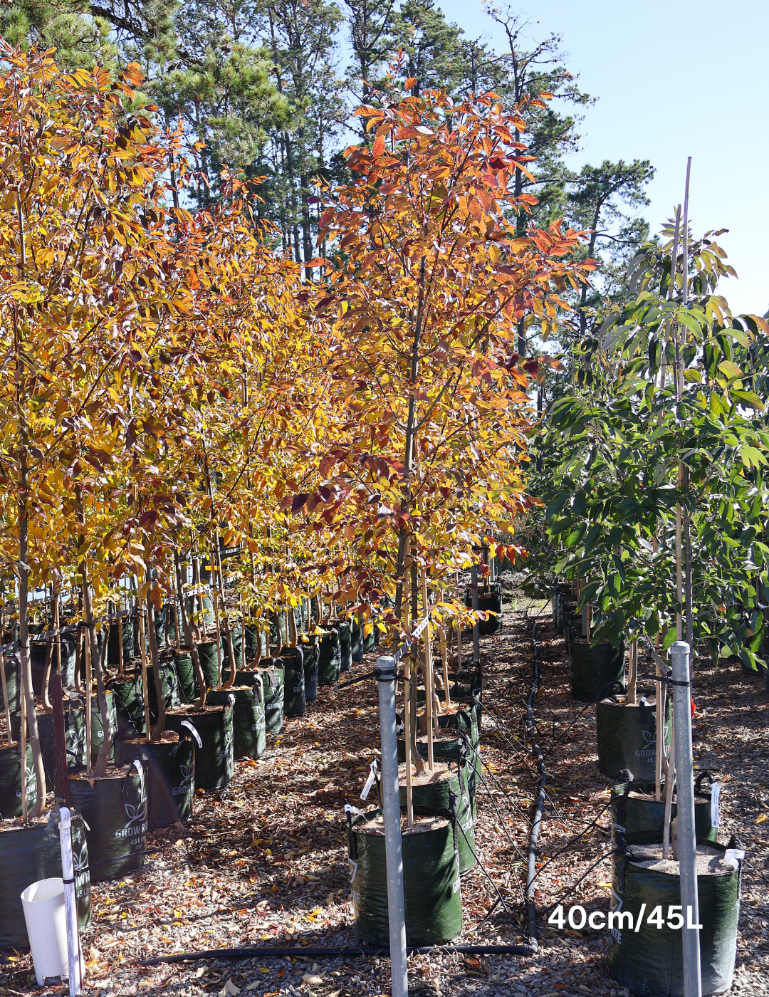 Fraxinus pennsylvanica 'Urbanite' - Evergreen Trees Direct