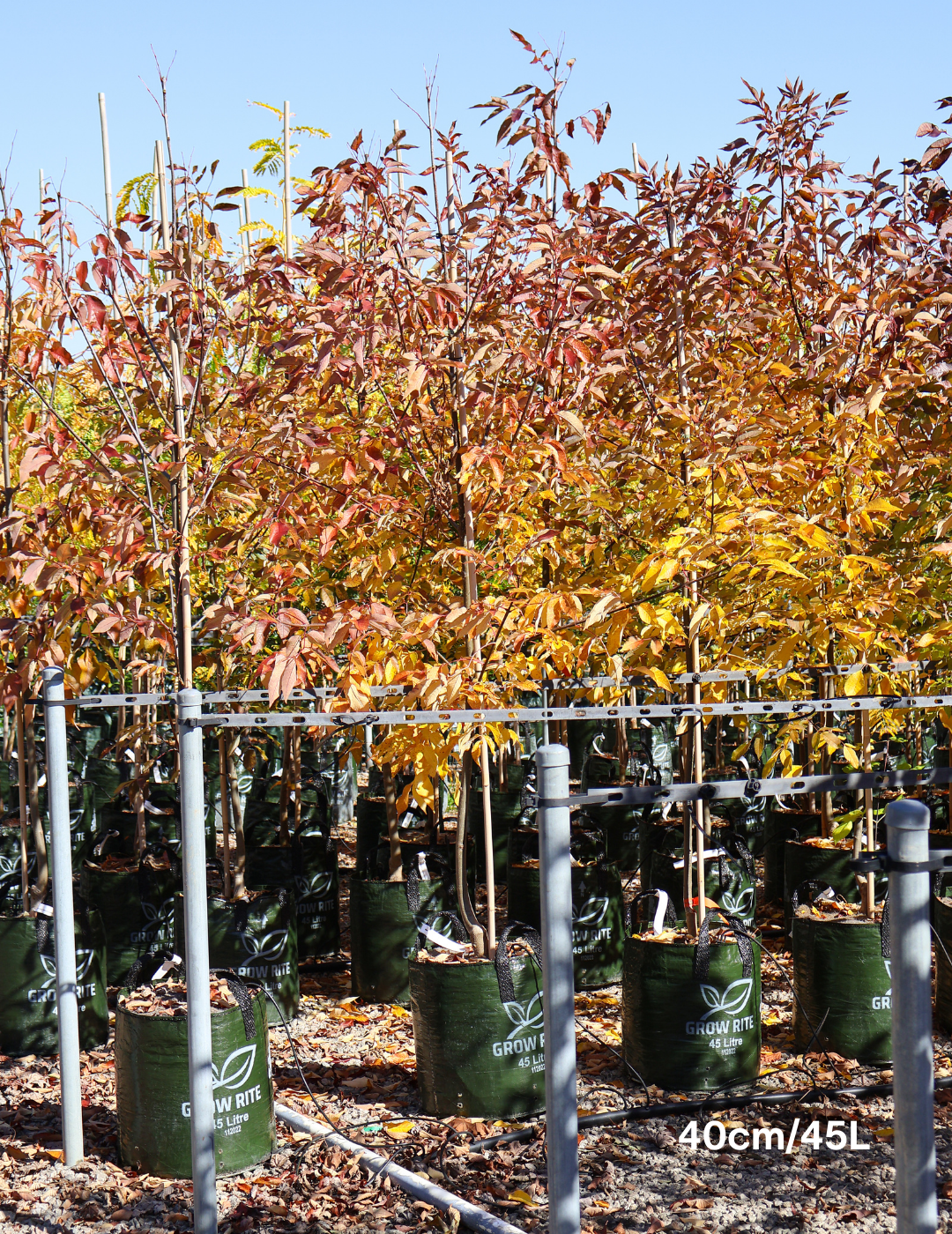 Fraxinus pennsylvanica 'Urbanite' - Evergreen Trees Direct