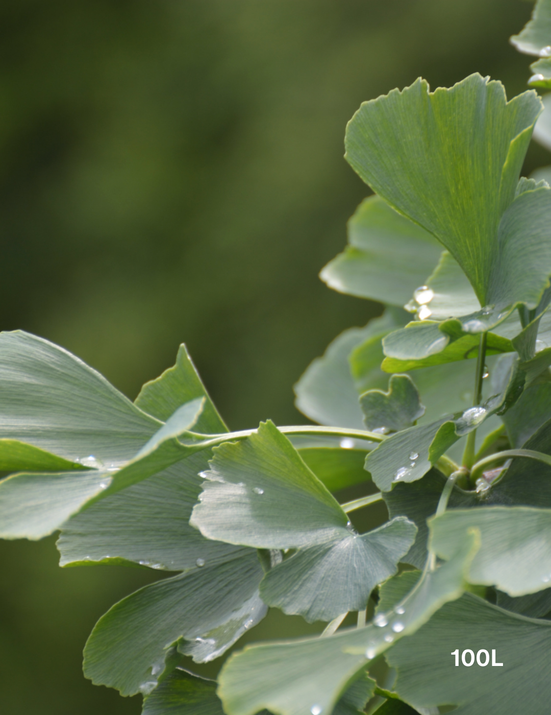 Ginkgo biloba - Evergreen Trees Direct