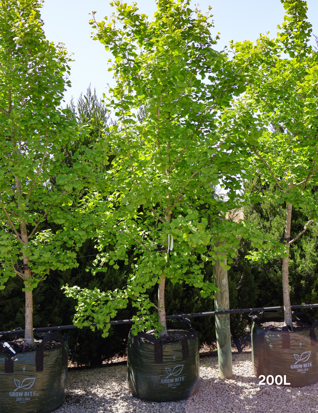 Ginkgo biloba - Evergreen Trees Direct