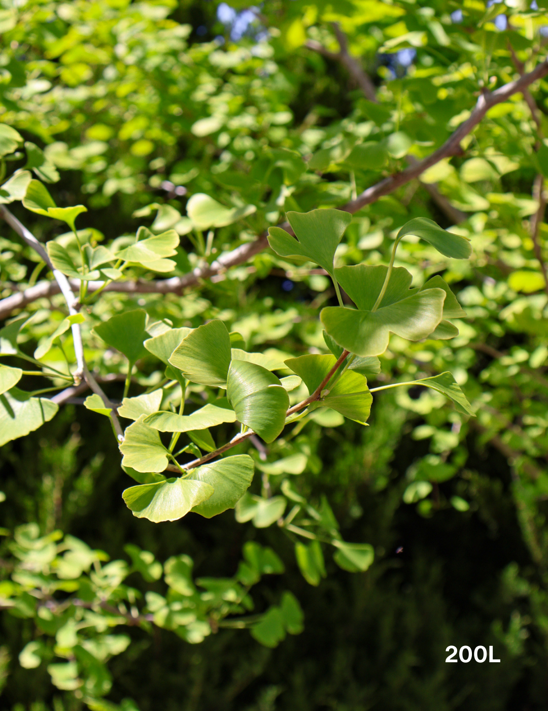 Ginkgo biloba - Evergreen Trees Direct