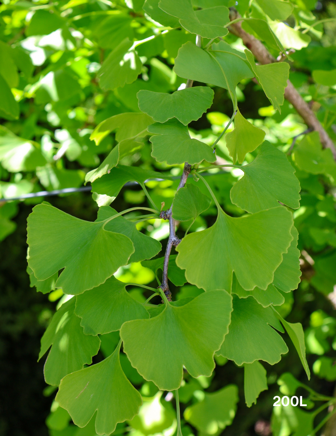 Ginkgo biloba - Evergreen Trees Direct