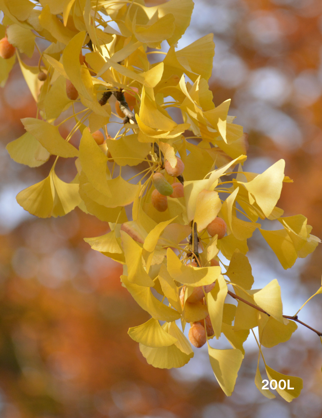 Ginkgo biloba - Evergreen Trees Direct