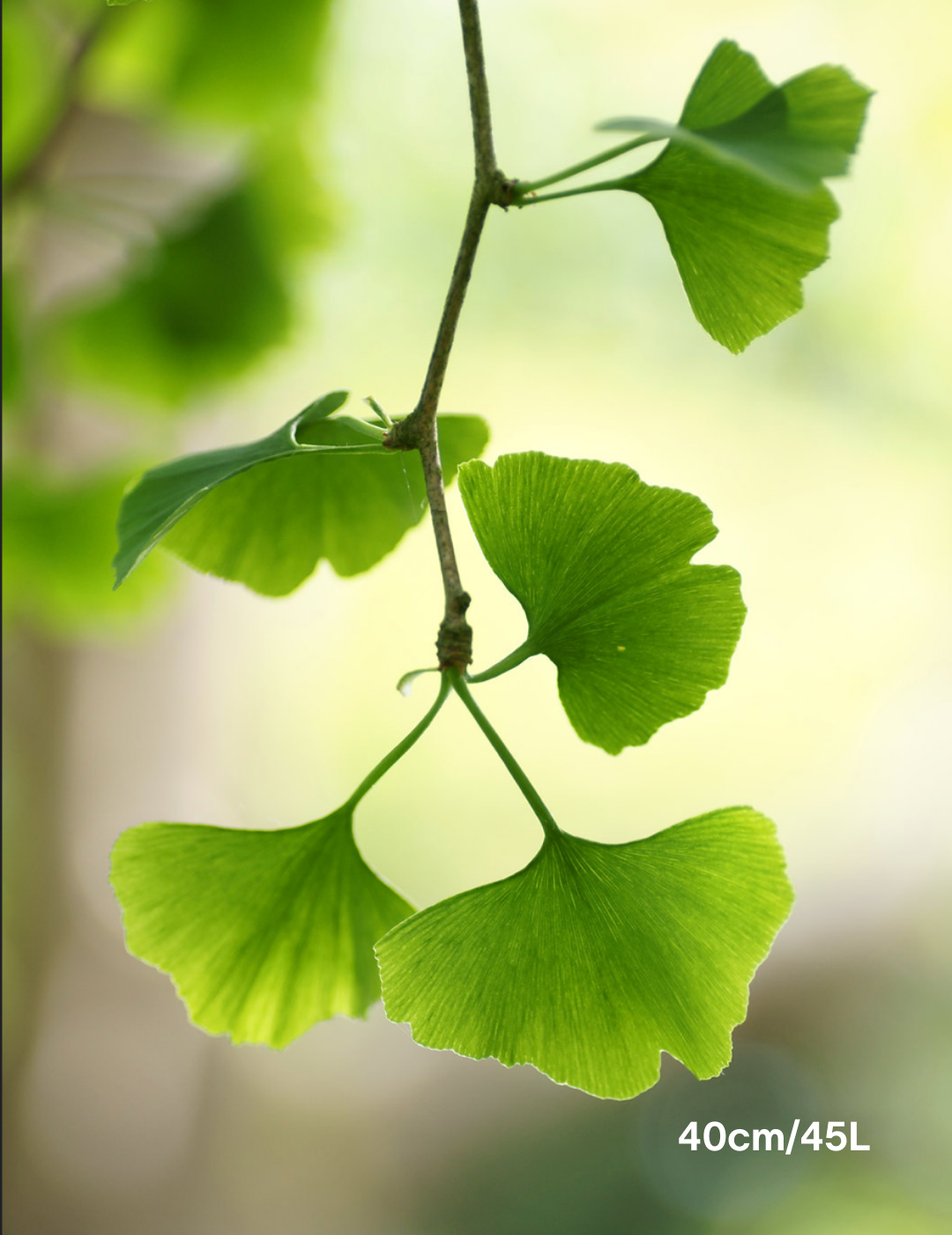 Ginkgo biloba - Evergreen Trees Direct