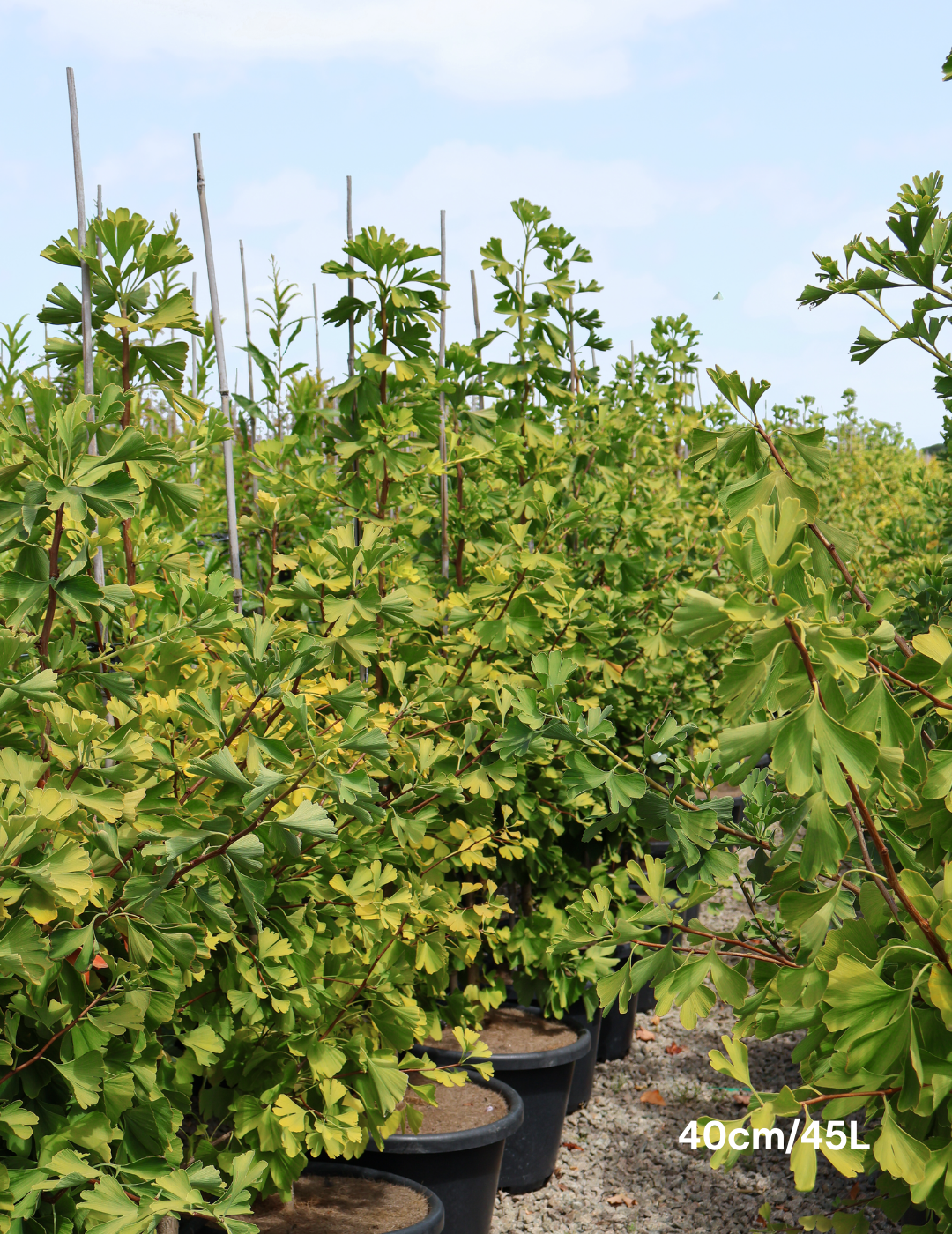 Ginkgo biloba 'Lemonlime Spire' - Evergreen Trees Direct