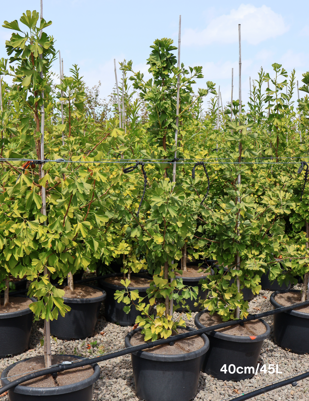 Ginkgo biloba 'Lemonlime Spire'