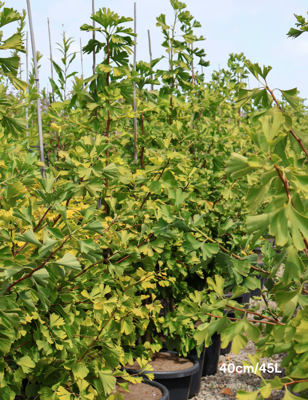 Ginkgo biloba 'Lemonlime Spire' - Evergreen Trees Direct