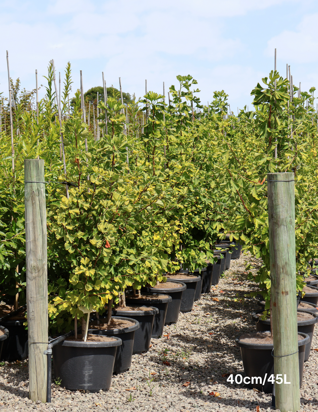 Ginkgo biloba 'Lemonlime Spire'