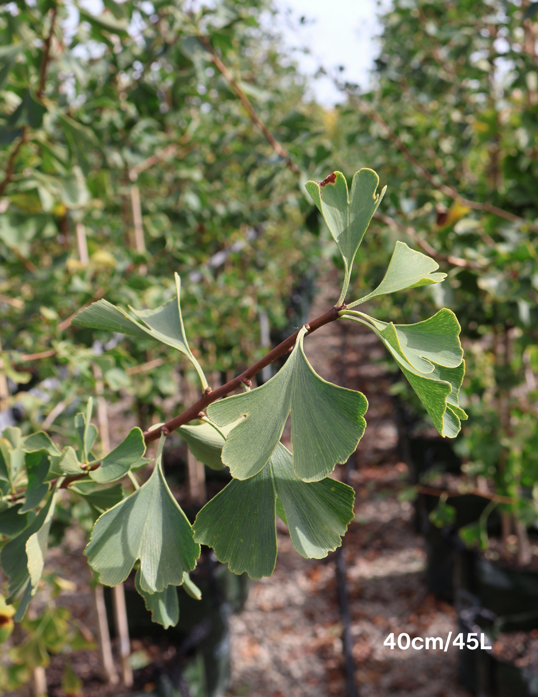 Ginkgo biloba 'Lemonlime Spire' - Evergreen Trees Direct